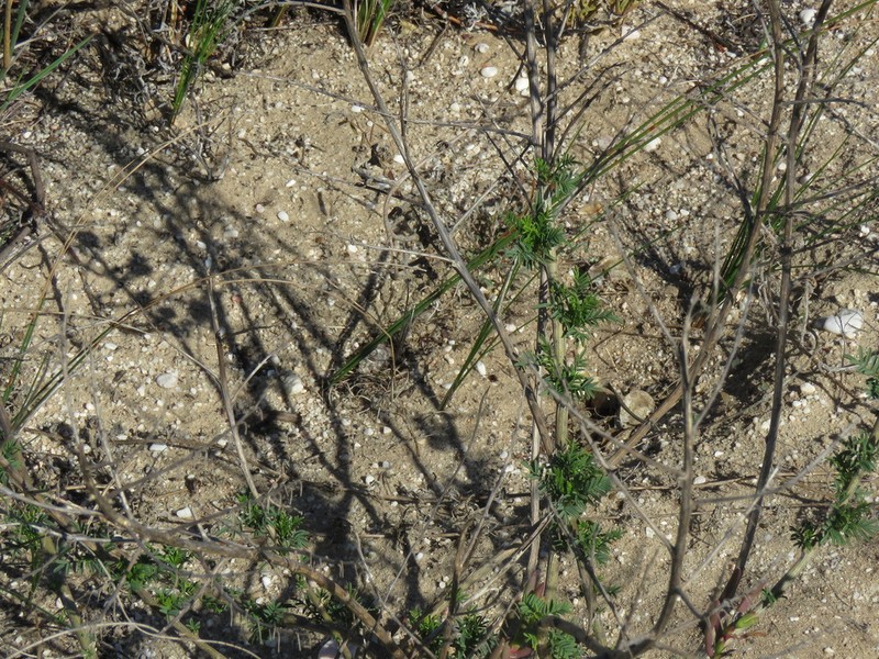 Lessertia meyeri photo 5