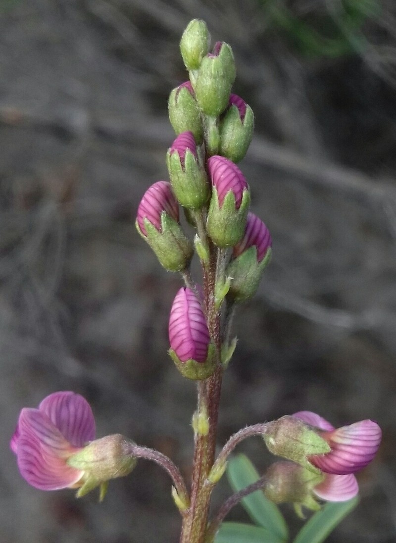 Lessertia meyeri photo 7