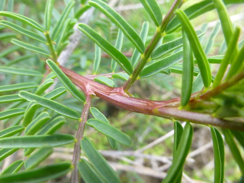 Lessertia meyeri photo 8