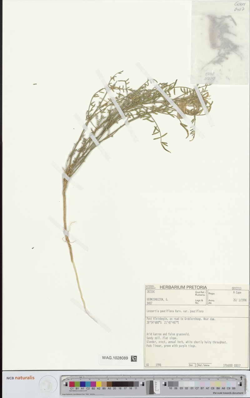 Lessertia pauciflora var. pauciflora