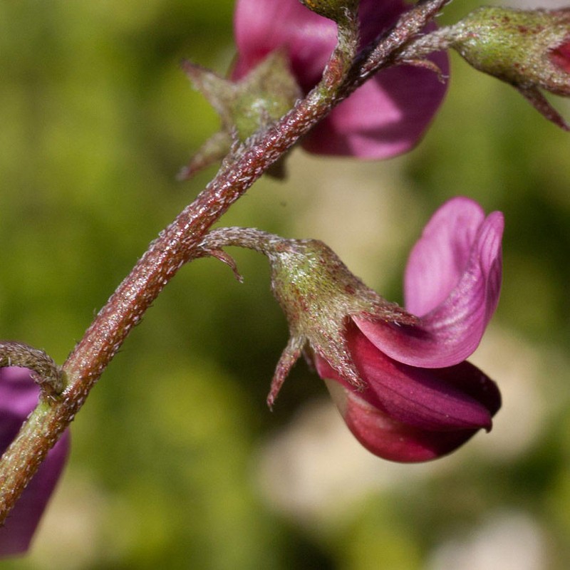 Lessertia pauciflora var. schlechteri