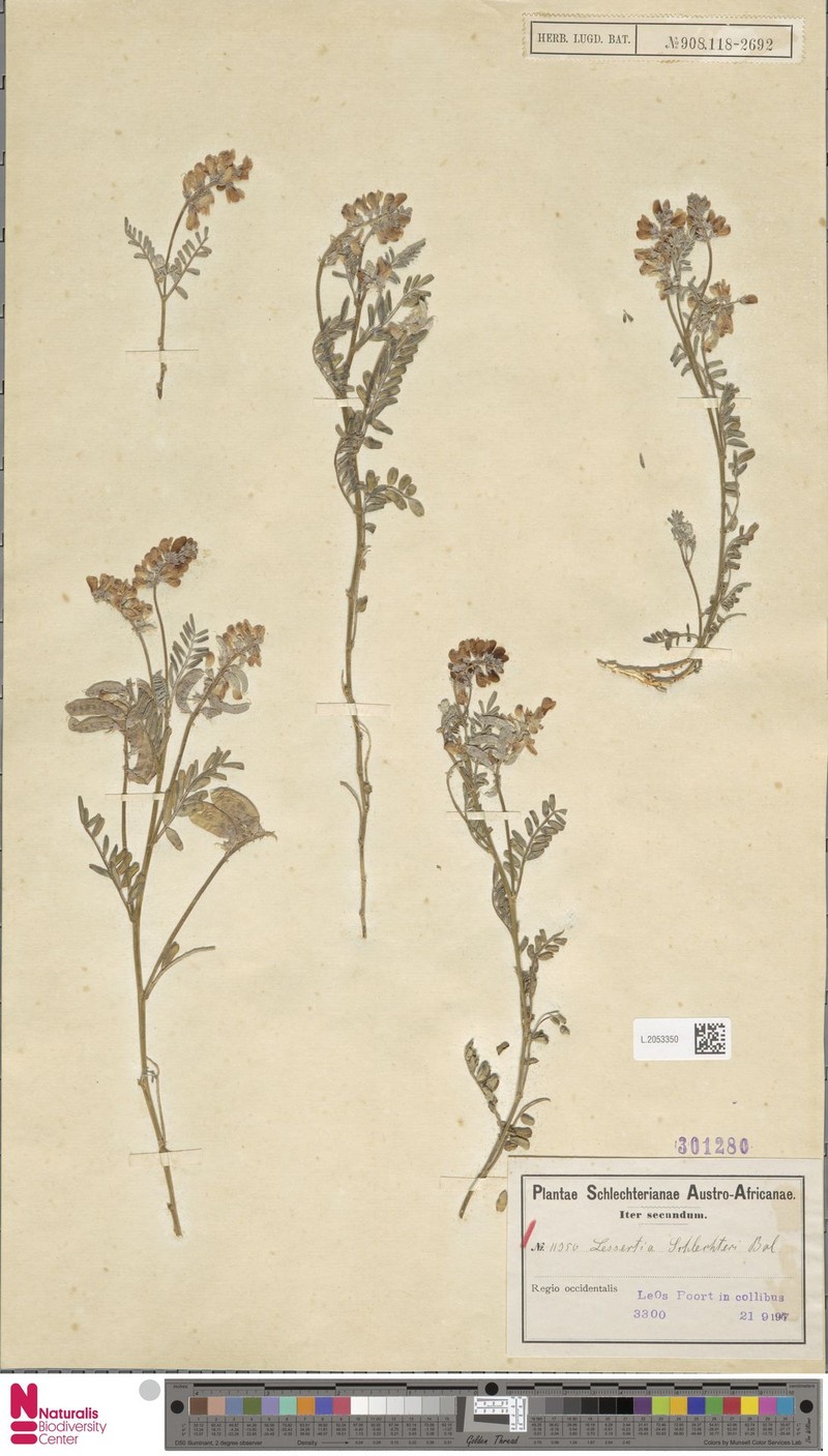 Lessertia pauciflora var. schlechteri photo 2