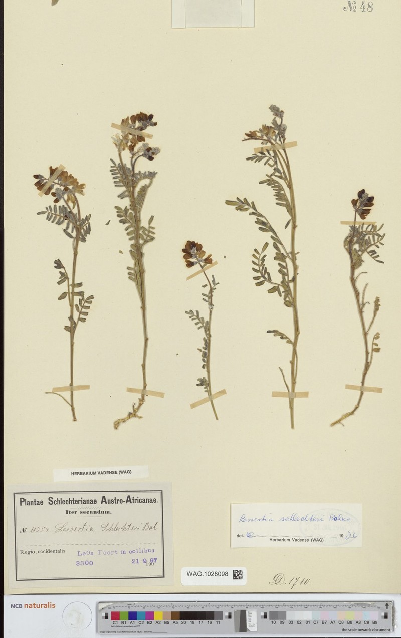 Lessertia pauciflora var. schlechteri photo 3