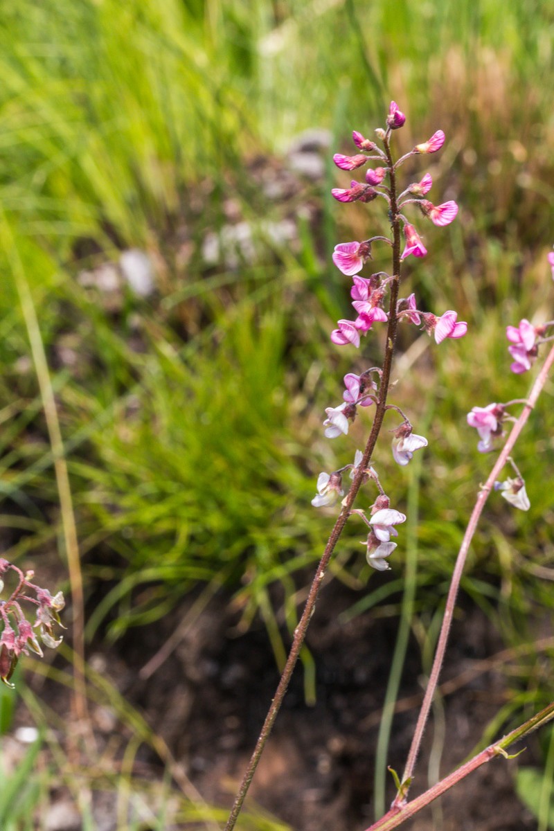 Lessertia perennans var. perennans