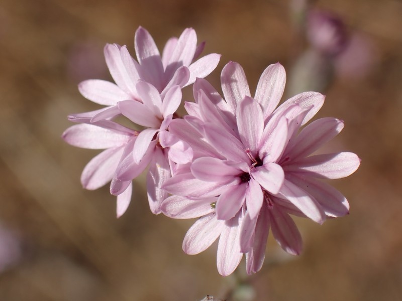 Crystal Springs Lessingia