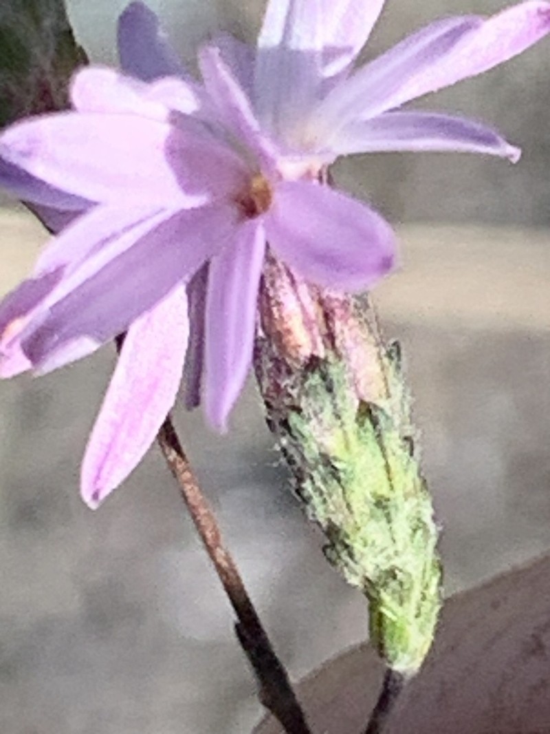 Crystal Springs Lessingia