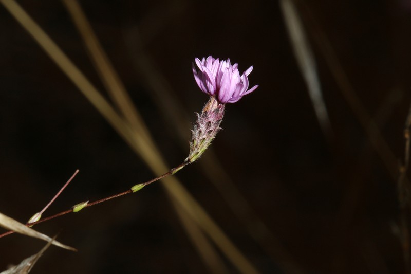Crystal Springs Lessingia photo 5