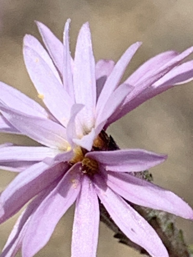Crystal Springs Lessingia photo 7