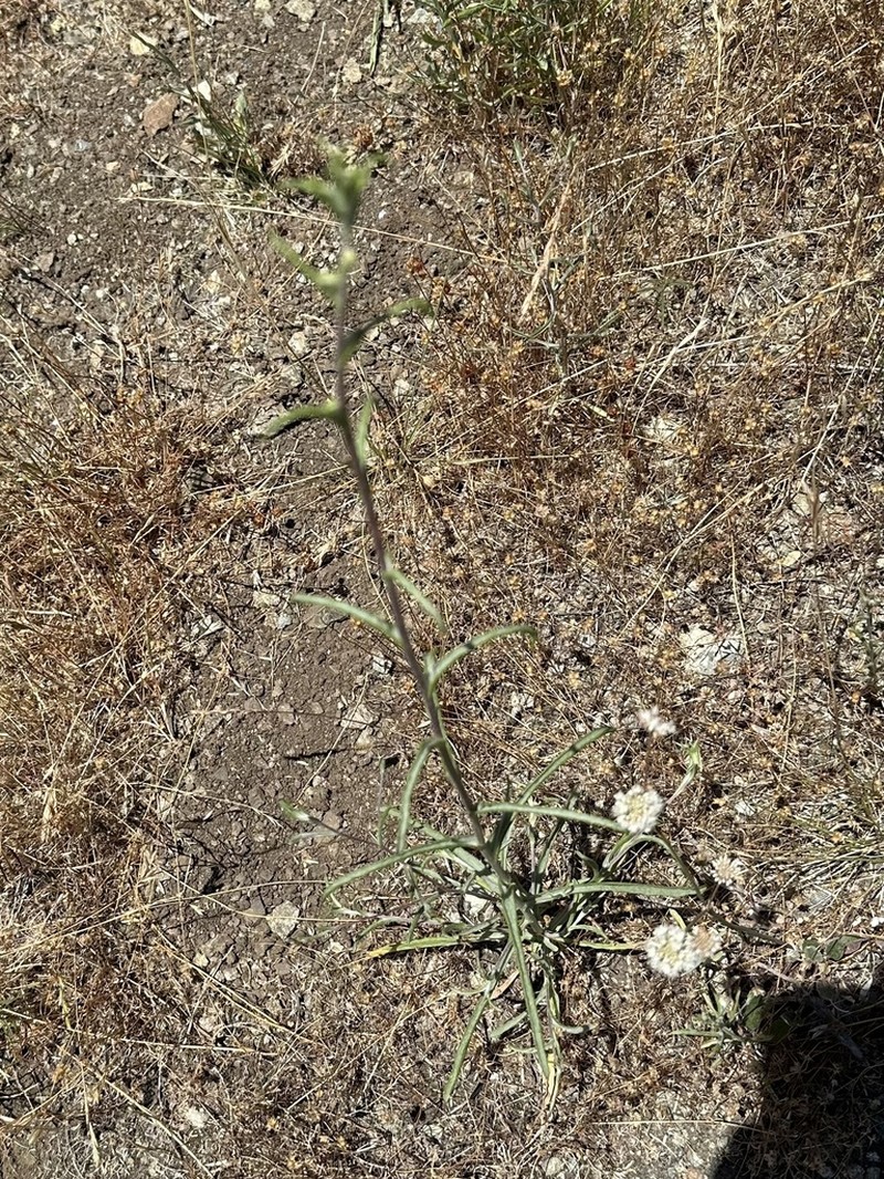 Crystal Springs Lessingia photo 8