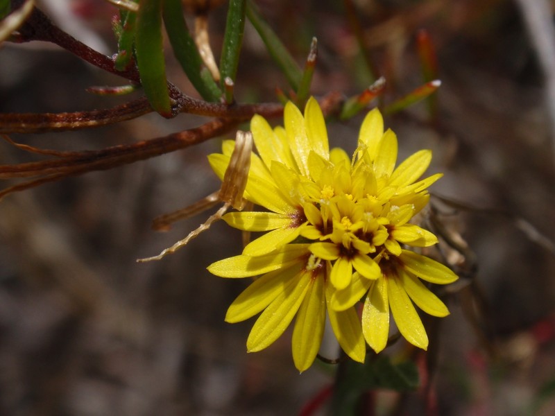 San Francisco Lessingia