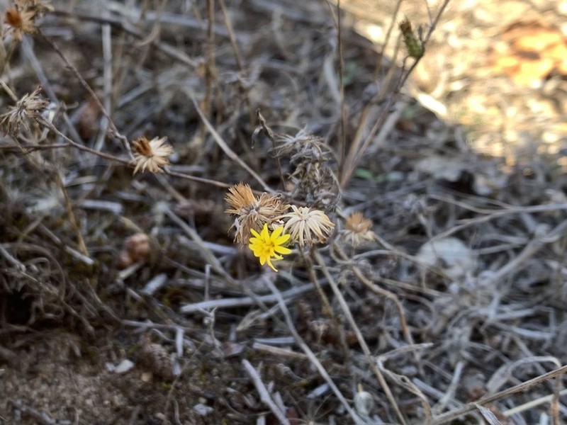 San Francisco Lessingia