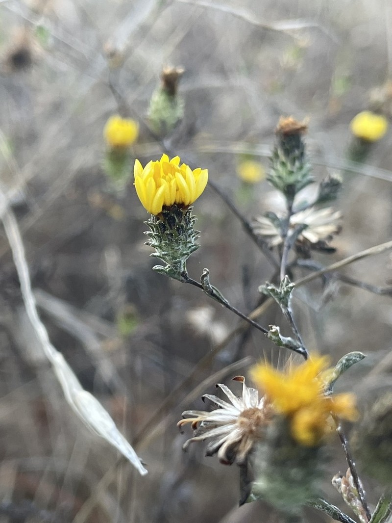San Francisco Lessingia photo 5
