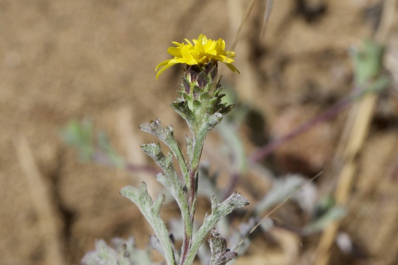 San Francisco Lessingia photo 6