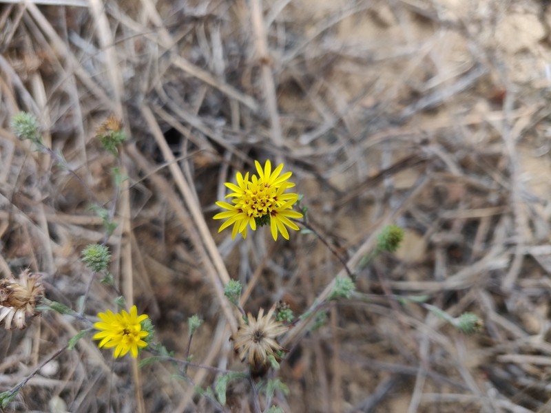 San Francisco Lessingia photo 8
