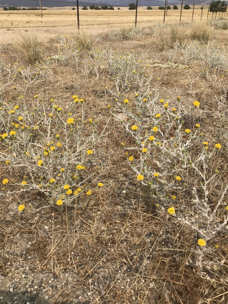 Valley Lessingia