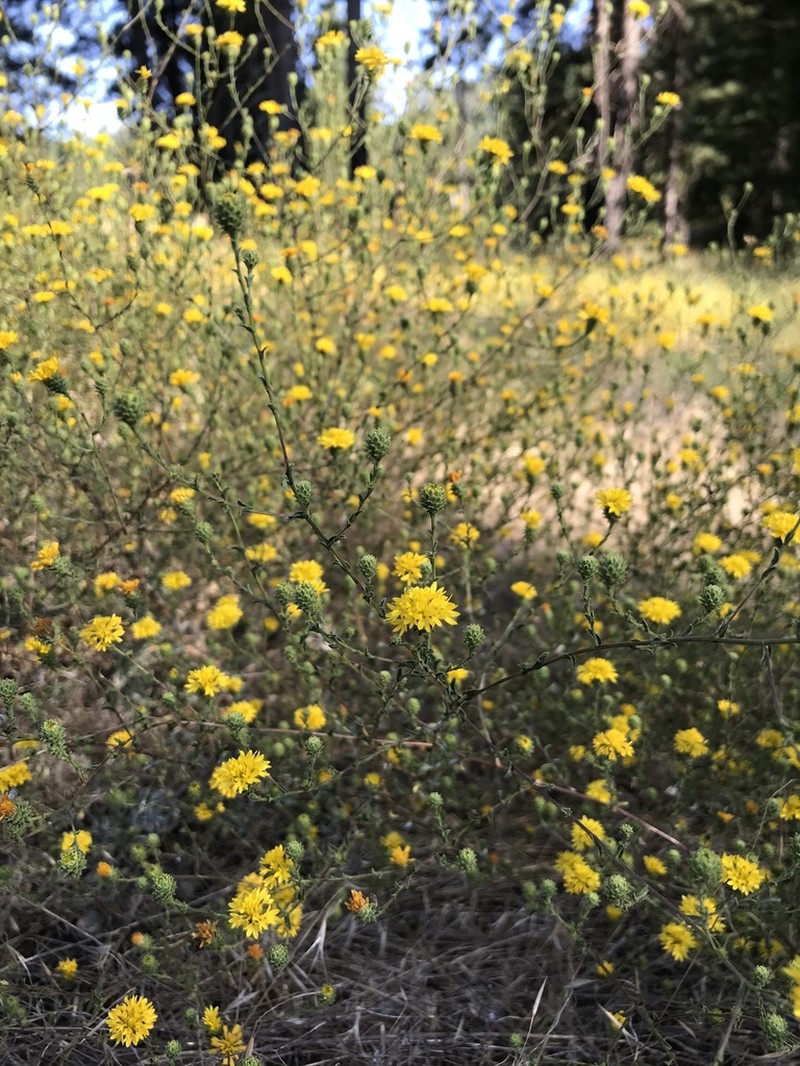 Valley Lessingia photo 2