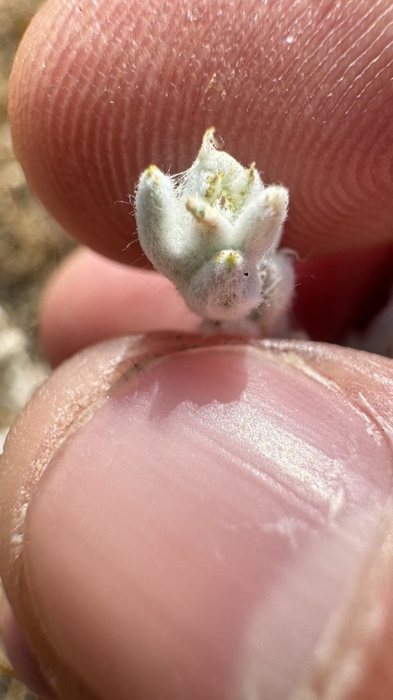 Valley Lessingia photo 3