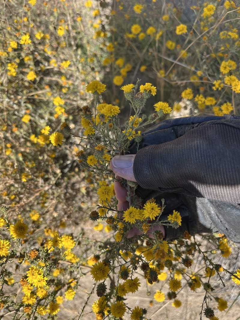 Valley Lessingia photo 4