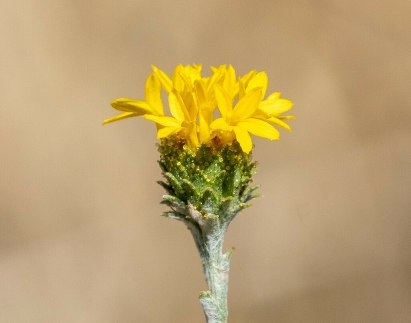 Valley Lessingia photo 5