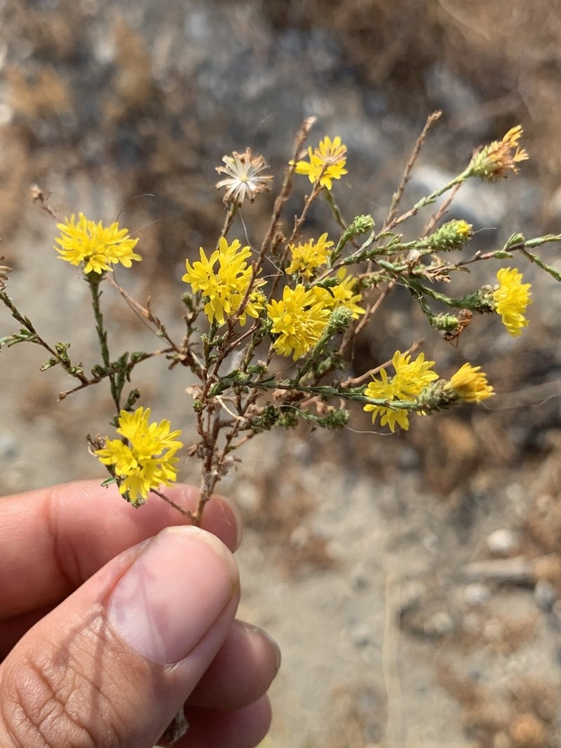 Valley Lessingia photo 7