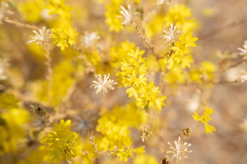 Valley Lessingia photo 8