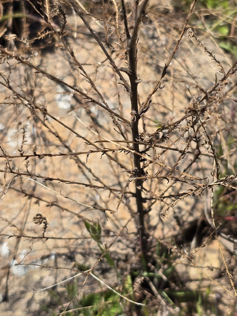 Lemmon's Lessingia