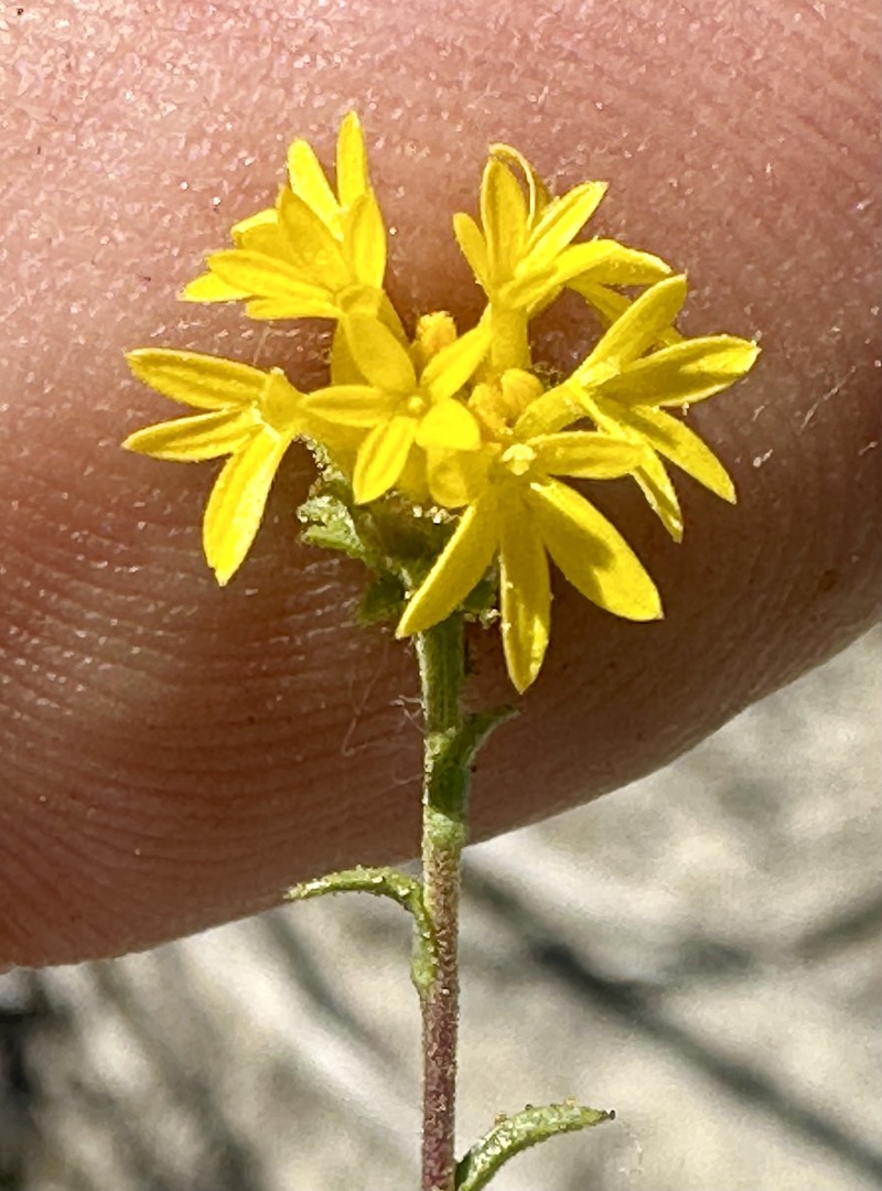 Lemmon's Lessingia photo 2