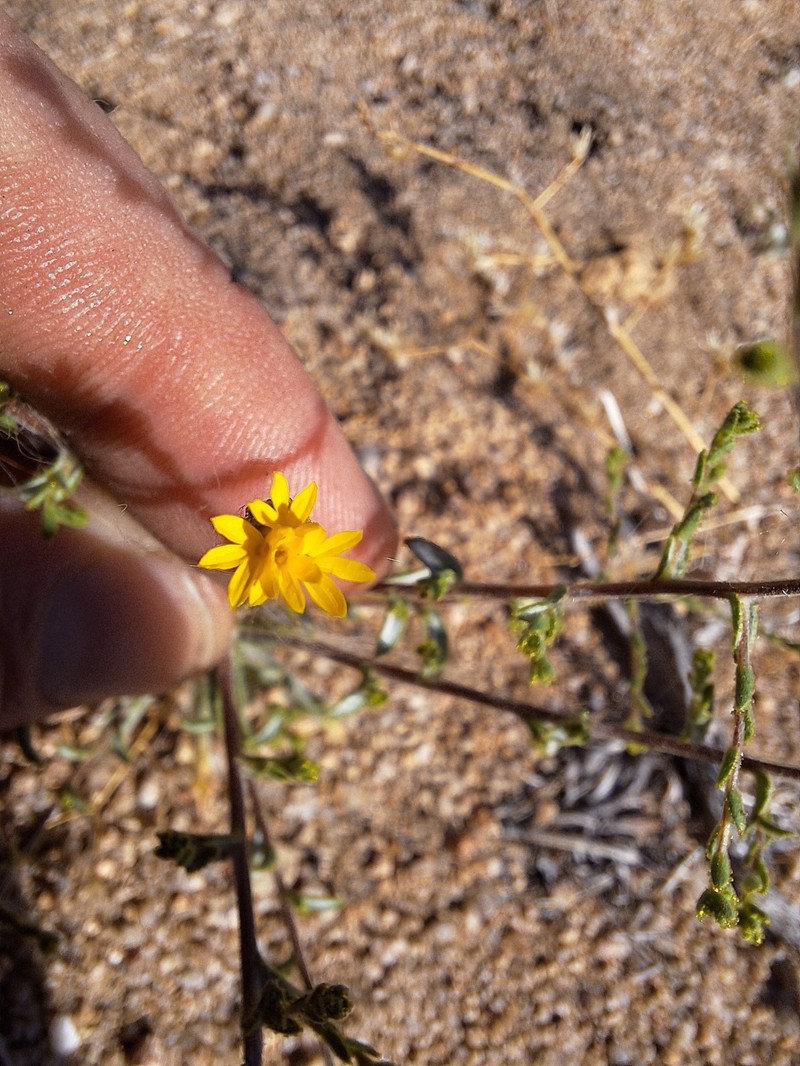 Lemmon's Lessingia photo 3