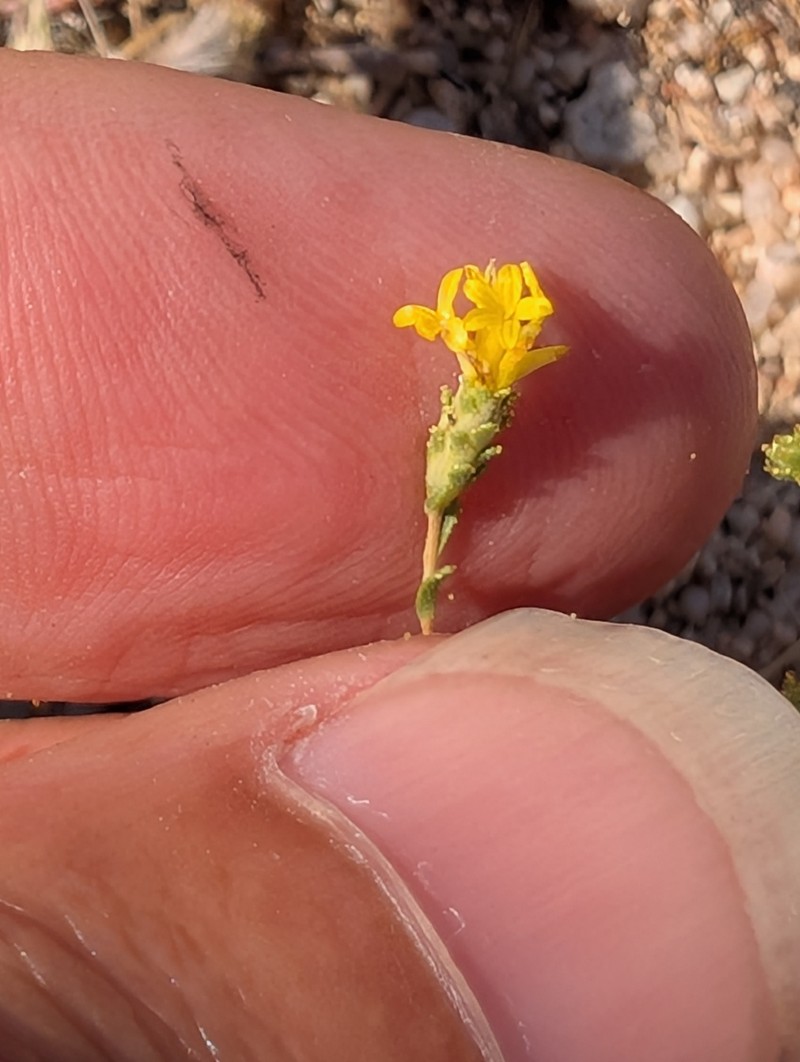 Lemmon's Lessingia photo 4