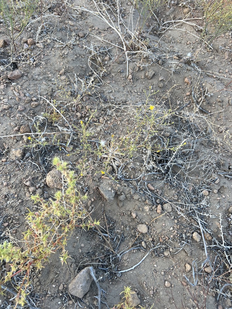 Lemmon's Lessingia photo 5