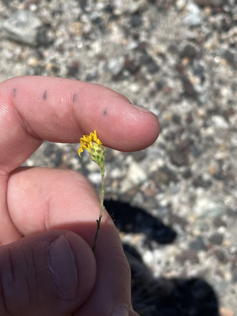 Lemmon's Lessingia photo 6