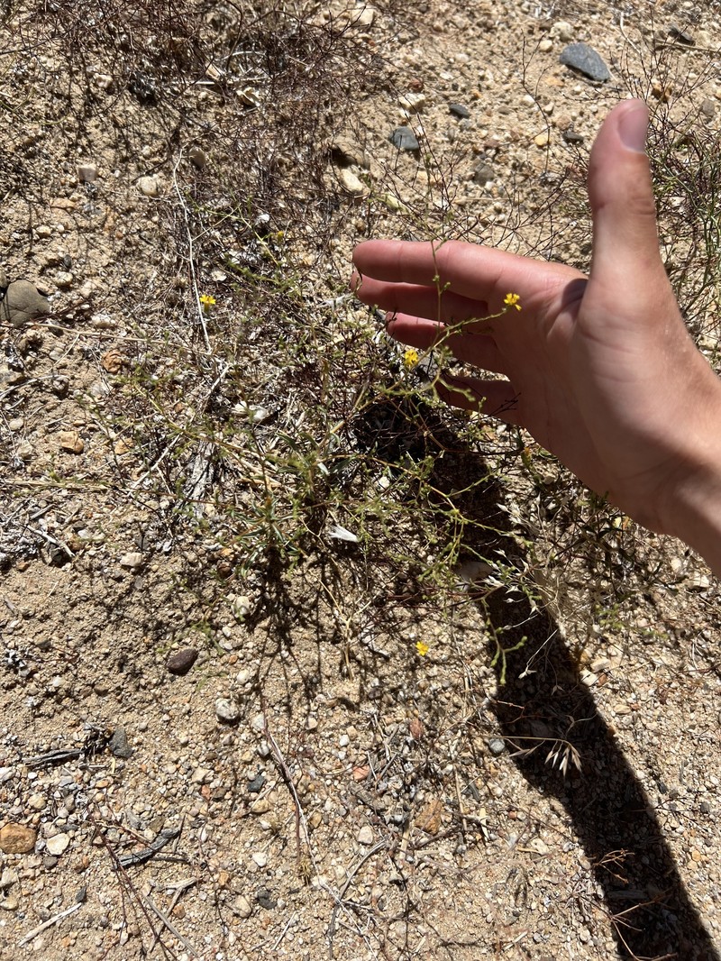 Lemmon's Lessingia photo 8