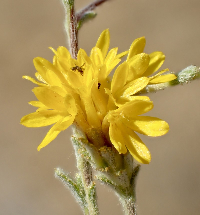 Lessingia glandulifera var. peirsonii