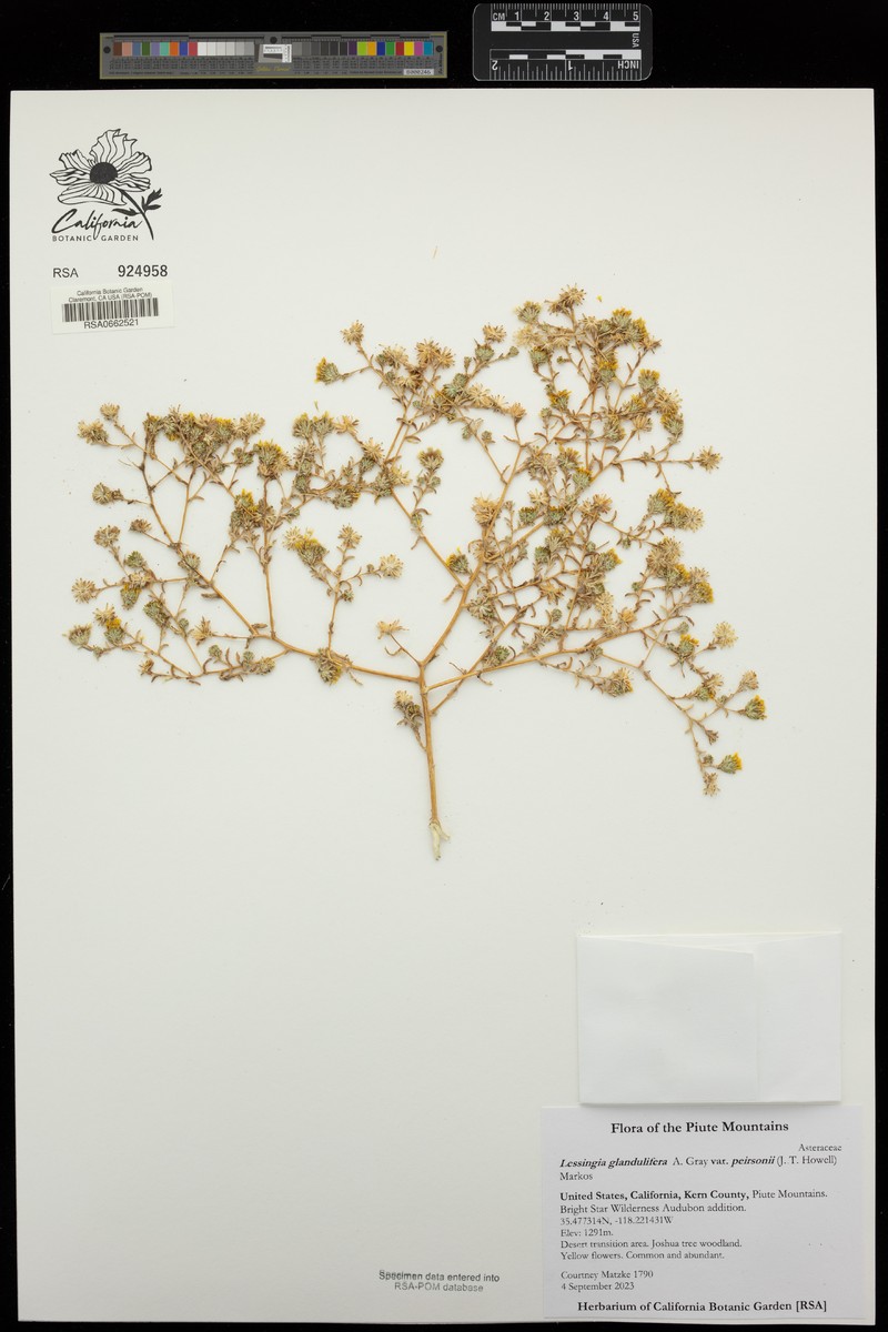 Lessingia glandulifera var. peirsonii photo 2