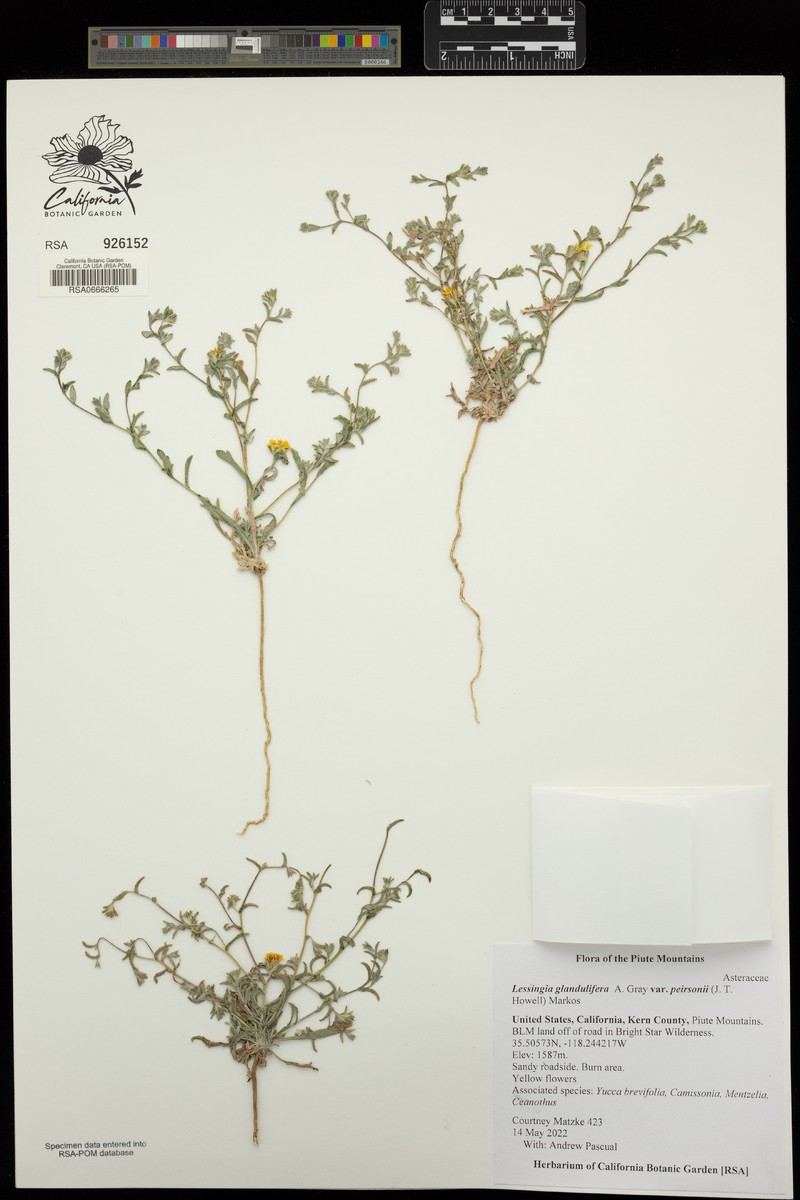 Lessingia glandulifera var. peirsonii photo 3