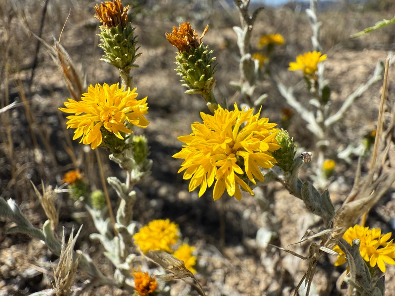 Lessingia glandulifera var. tomentosa