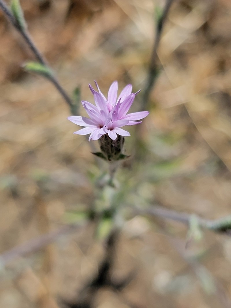 Woollyhead Lessingia