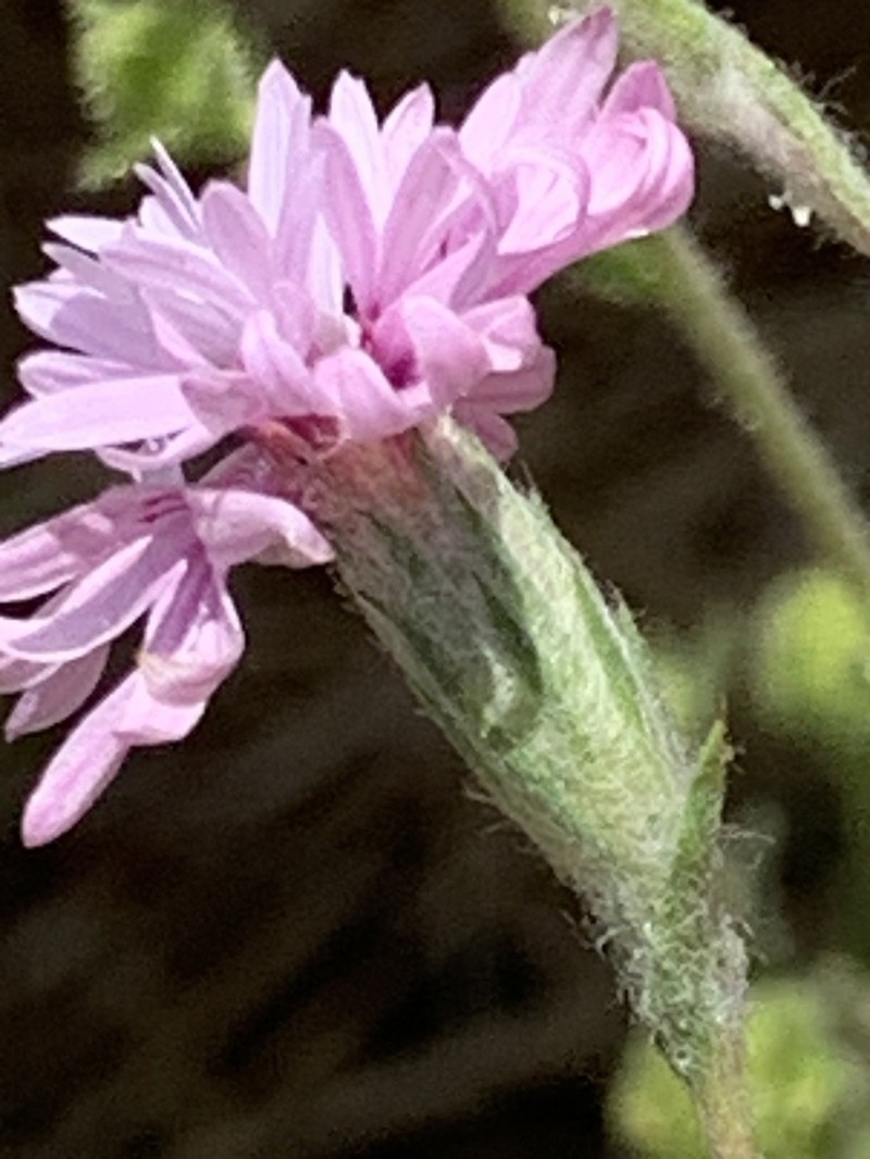 Woollyhead Lessingia photo 2