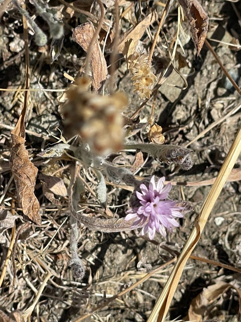 Woollyhead Lessingia photo 5