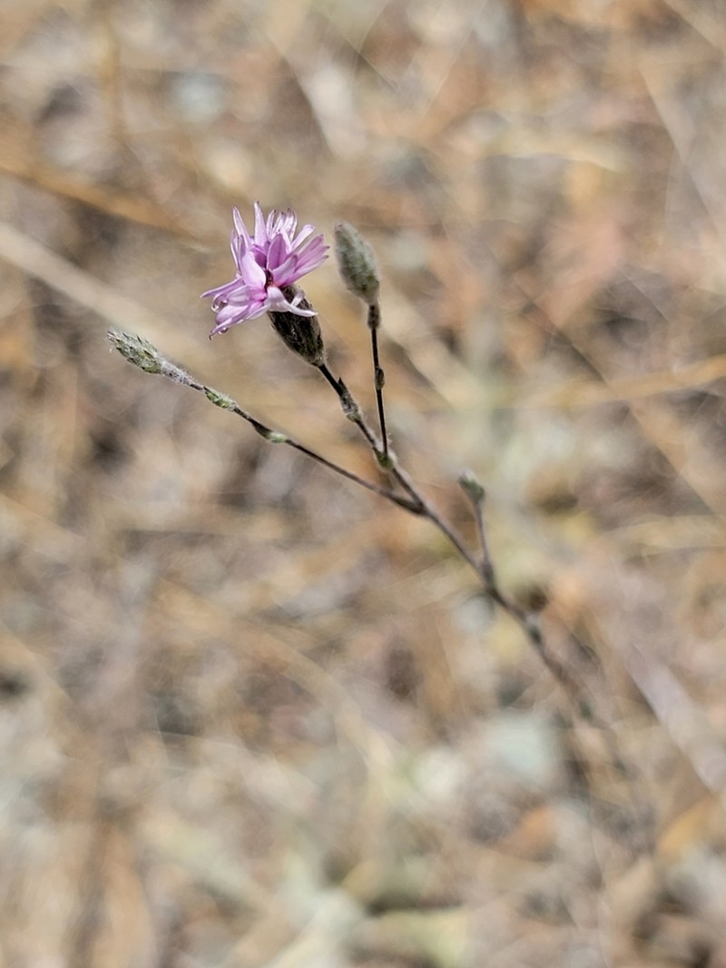 Woollyhead Lessingia photo 6