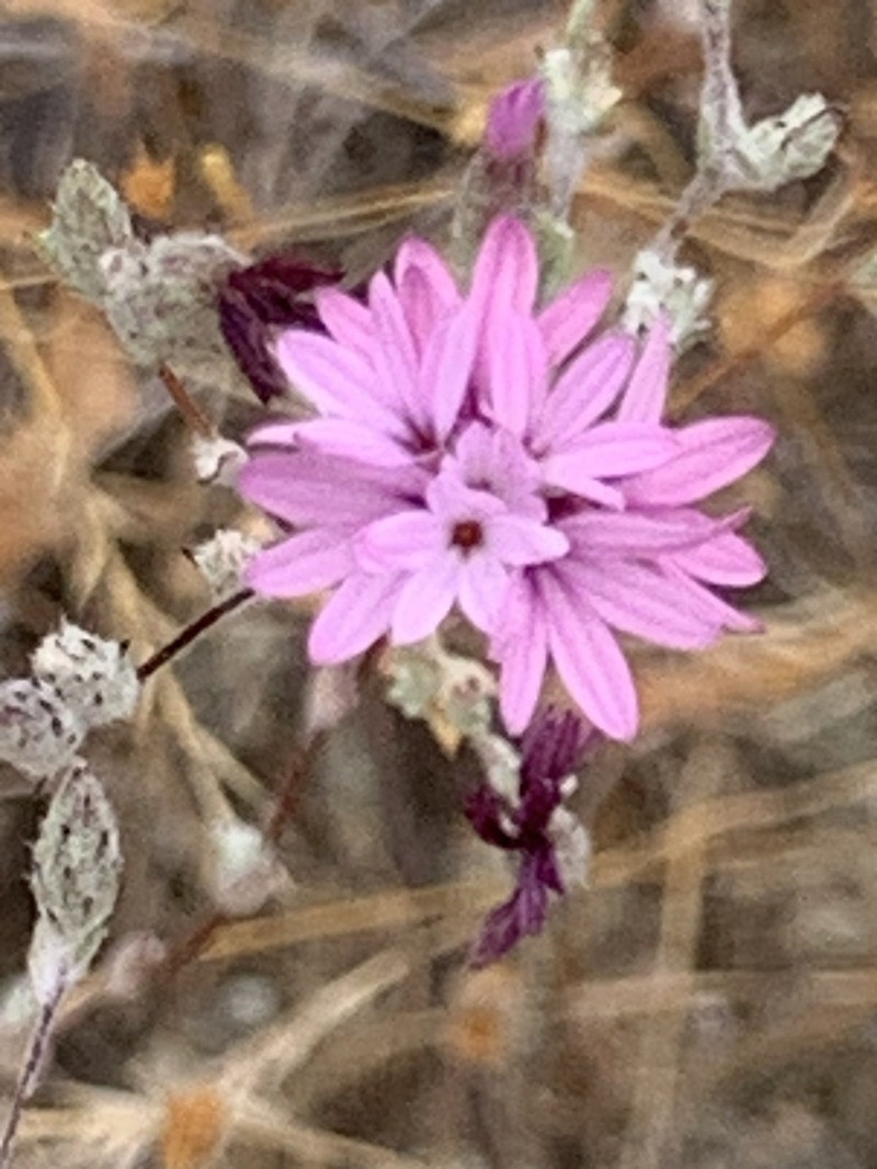 Woollyhead Lessingia photo 8