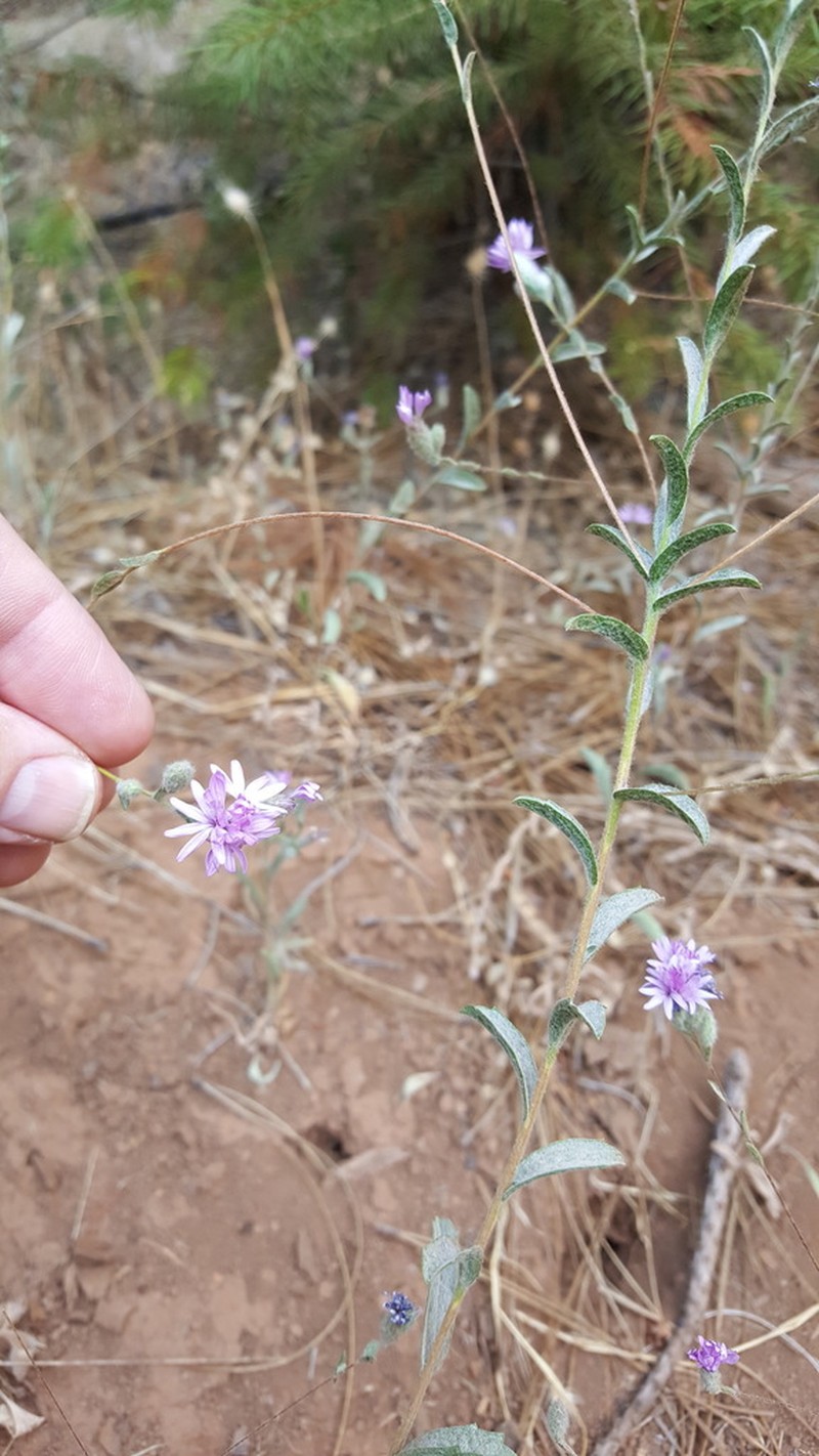 Sierra Lessingia
