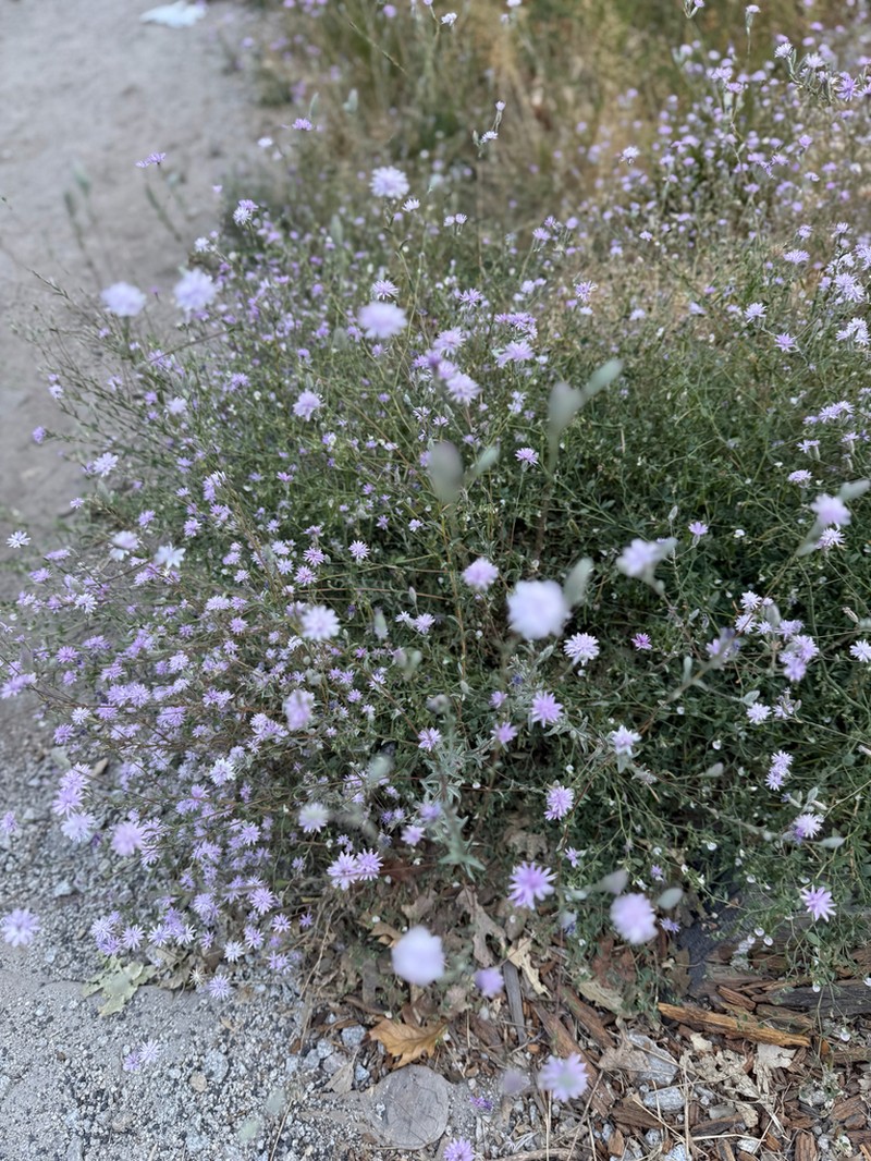 Sierra Lessingia photo 2