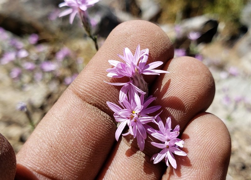 Sierra Lessingia photo 3