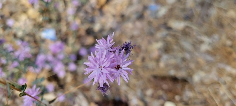 Sierra Lessingia photo 4