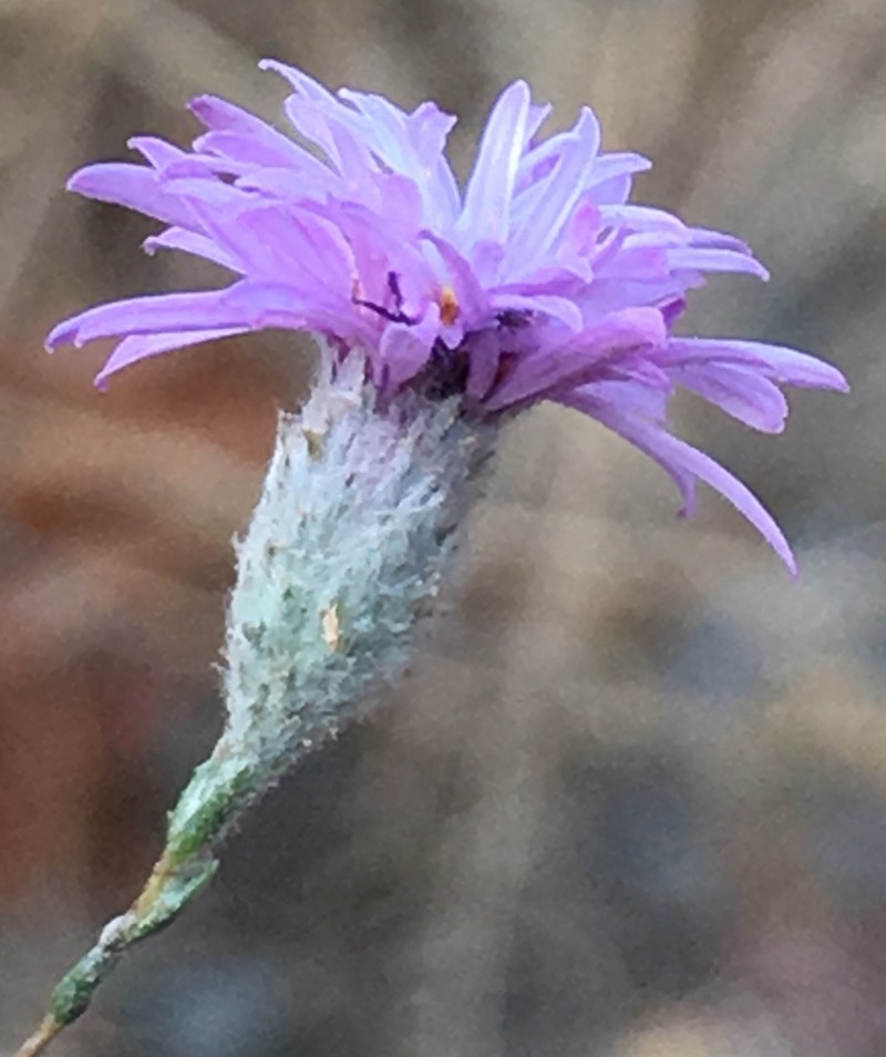 Sierra Lessingia photo 5