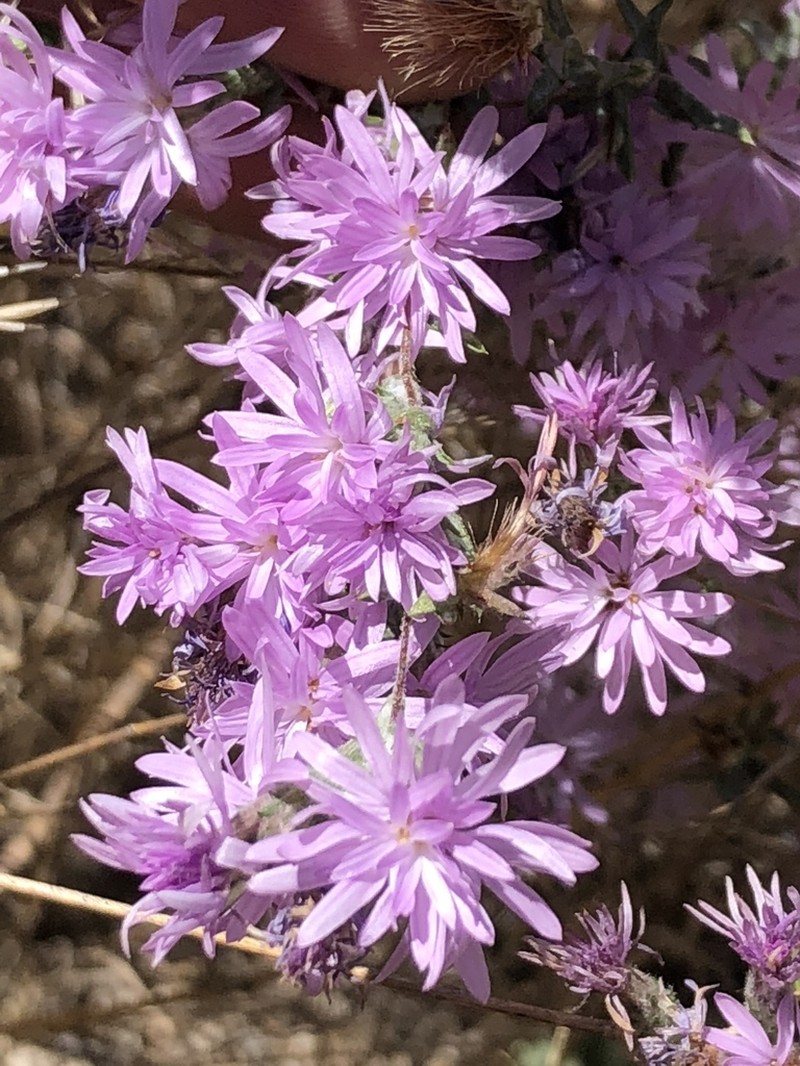 Sierra Lessingia photo 6