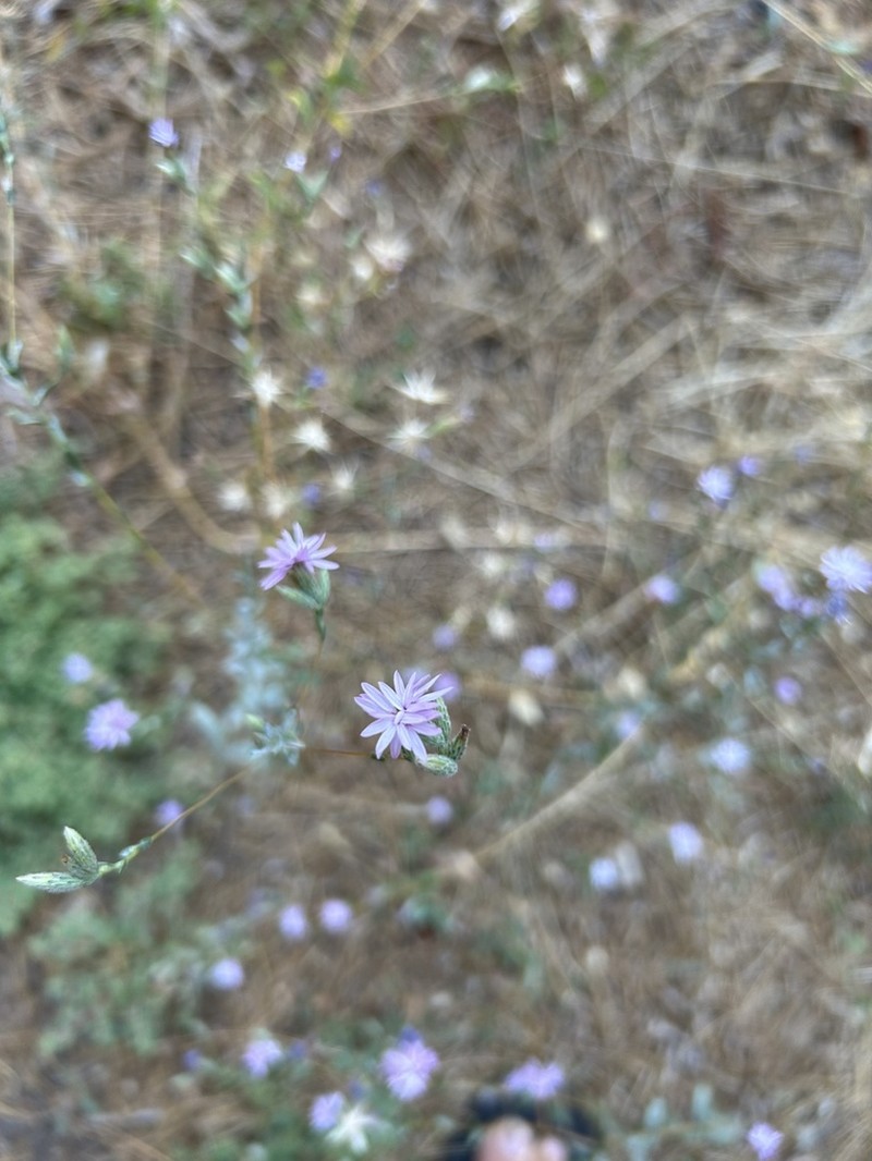 Sierra Lessingia photo 7