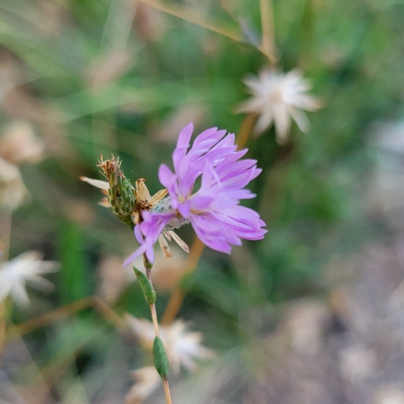 Sierra Lessingia photo 8