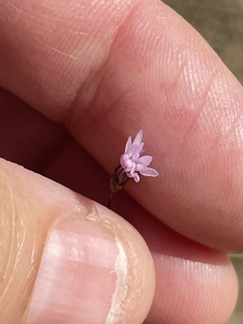 Mt. Tamalpais Lessingia